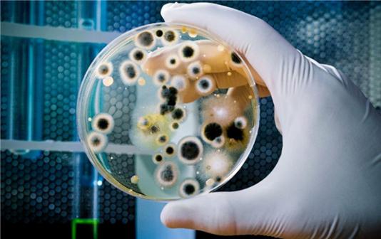 Infecções Fúngicas